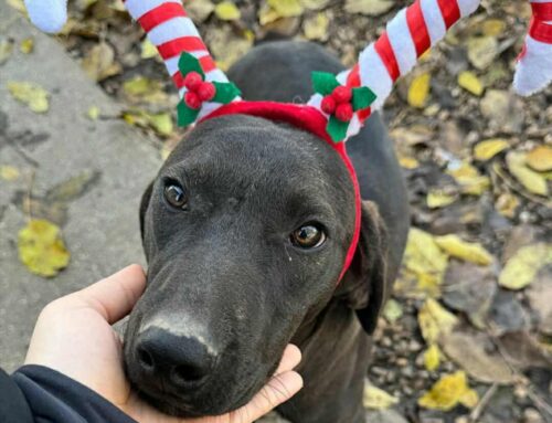 Un cucciolone taglia media da Teramo: Silvio sogna una famiglia