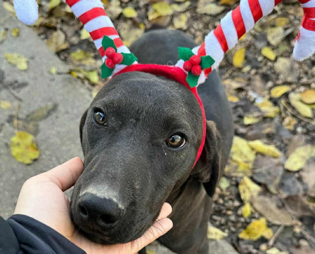 Polish_20251212_201015136