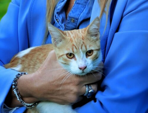 Su Rete4 la storia di un micetto vittima di un brutto incidente che gli ha causato gravi problemi alla vescica e all’uretra