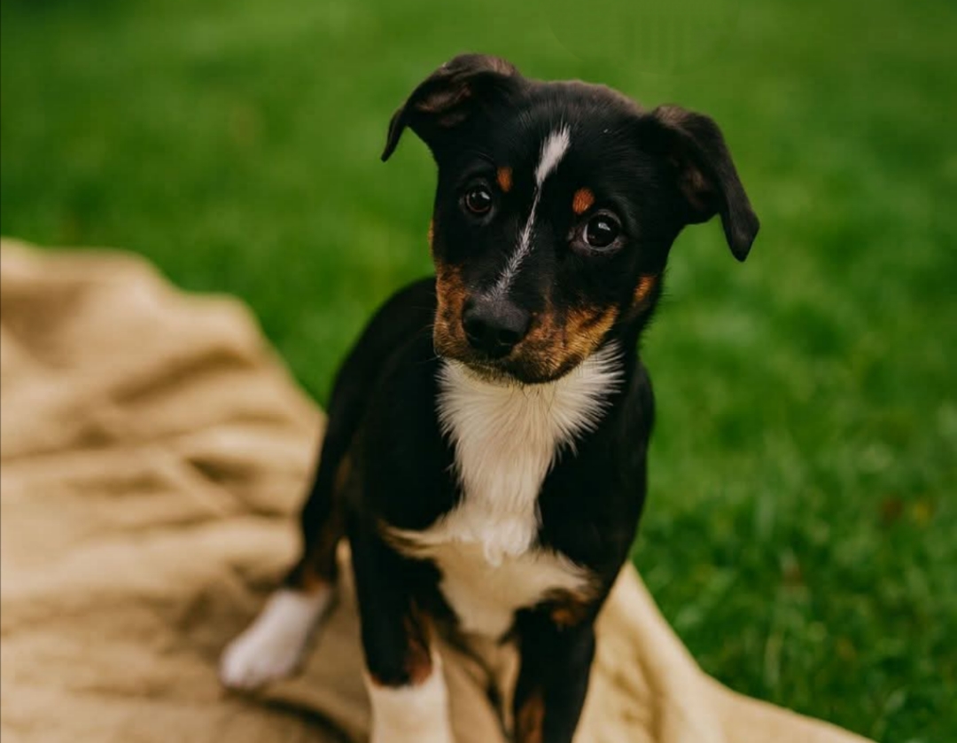 Polish_20251214_214750369