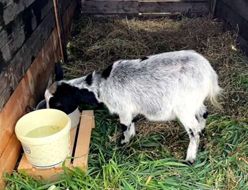 Scomparsa capretta a Piani Poggio Fidoni