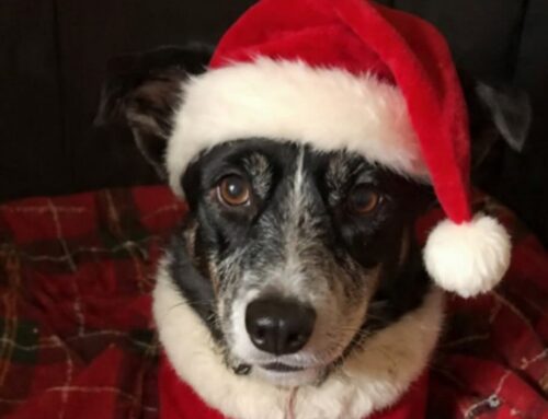 Sven versione natalizia: questo tesoro cerca adozione da 4 anni