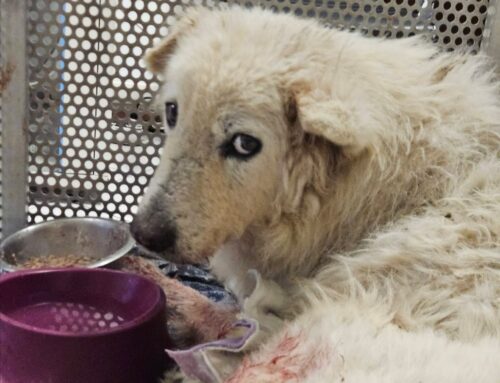 Maremmano ferito recuperato a Longone Sabino: ora si trova in Canile