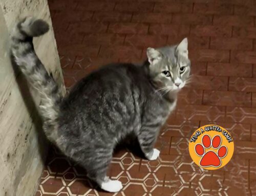 Gatto trovato a Piazza Tevere (Rieti). Si cercano i familiari