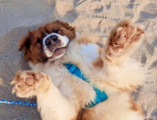 Sgambetto da quattro anni attende una adozione