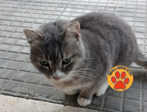 Micio comparso davanti ai negozi di Piazza Tevere, chi è la sua famiglia?