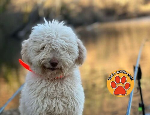Lagotto smarrito da Montenero Sabino