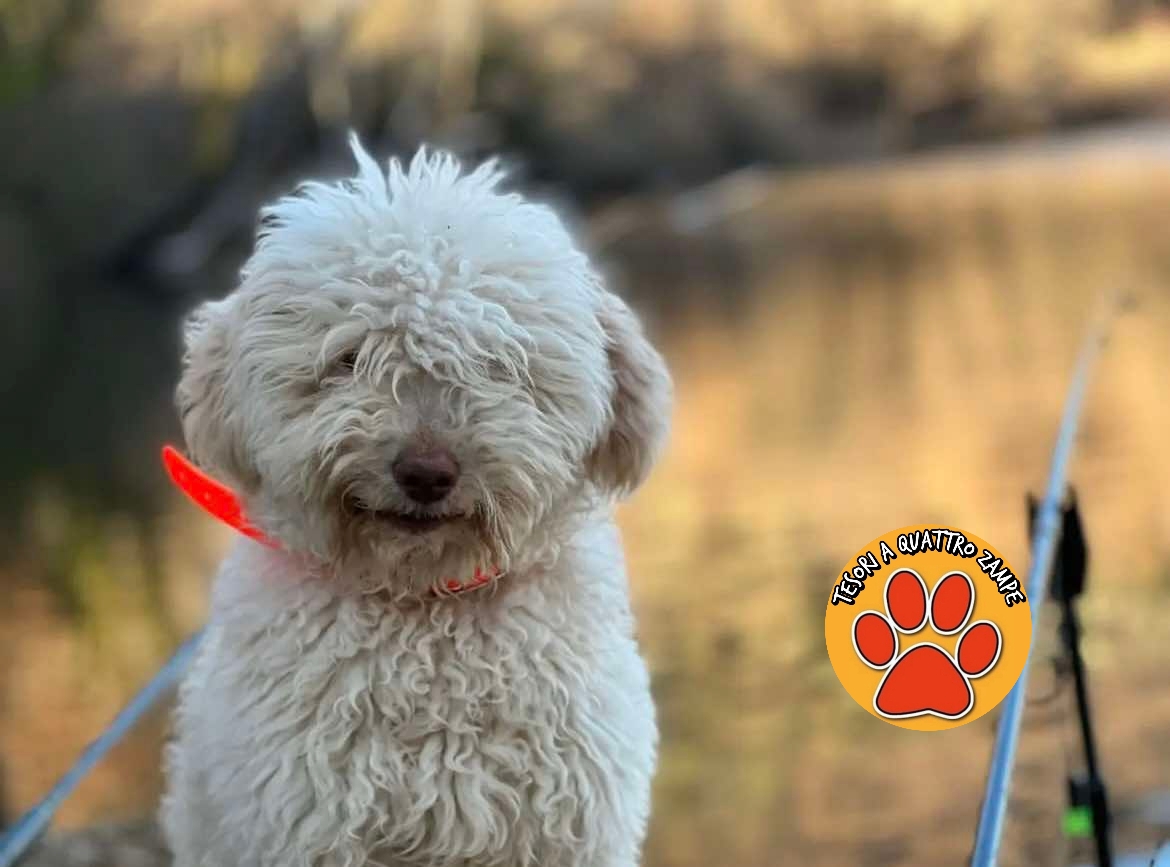 Polish_20251219_132043131