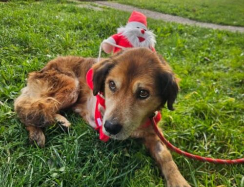 Dora è stata investita ed ha perso la zampa. Cerca adozione 