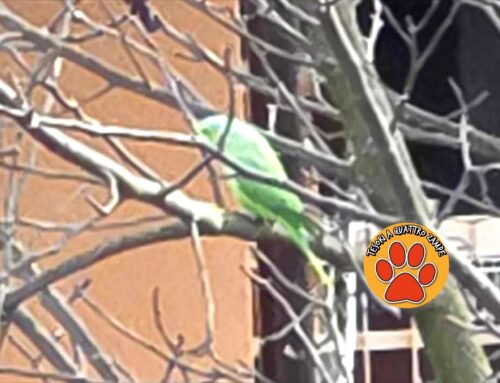 Pappagallo verde vagante a Micioccoli (Rieti)