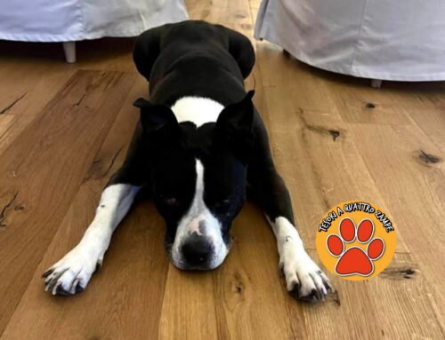 Molly 13 anni, cieca: smarrita dalla zona Residenziale di Rieti (Lazio)