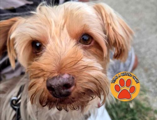 È scomparsa Stella, cagnolina YorkShire