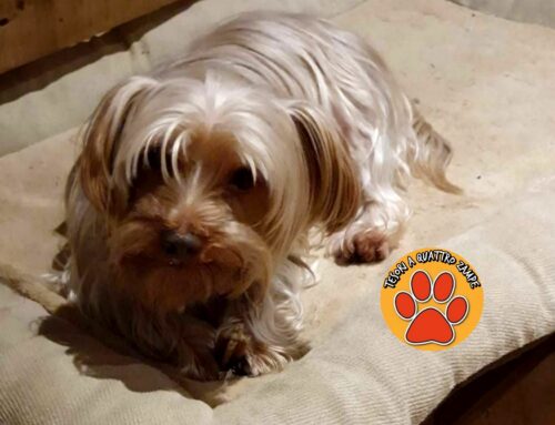 È scomparsa Stella, cagnolina YorkShire