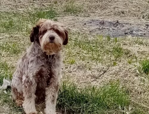 Oscar dalla provincia di Rieti: un tenerone in cerca di adozione