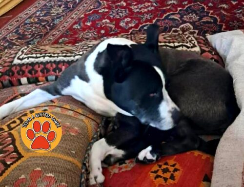 Nonna Molly è tornata a casa dopo la fuga. Era finita in una scarpata