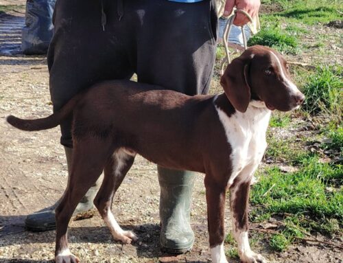Dandy, 8 mesi, ospite de L’Oasi di Brenda