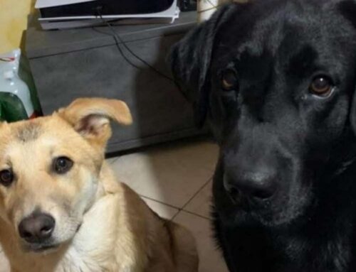 Coco e Rocky sono stati smarriti dalla provincia di Terni