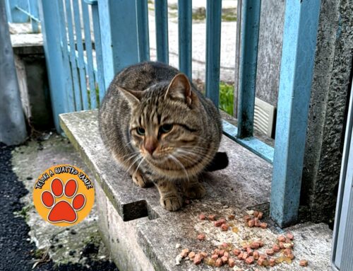 Gatto comparso nella colonia di largo Bachelet a Rieti: si cercano i familiari. Chi lo ha smarrito?