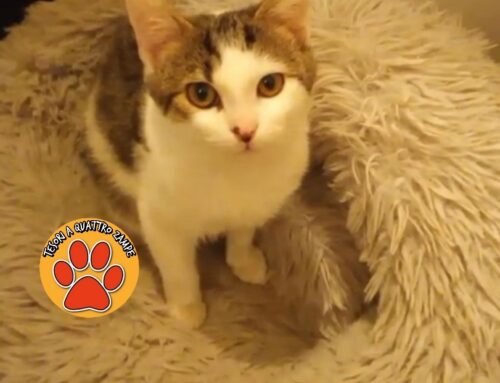 Biscottino, 4 mesi: amorevole gatto in attesa di una famiglia