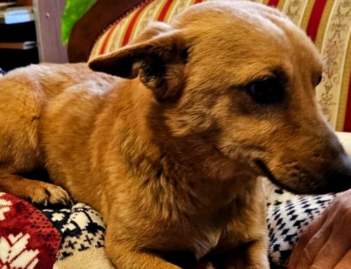 Cagnolino trovato a Contigliano: di chi è?