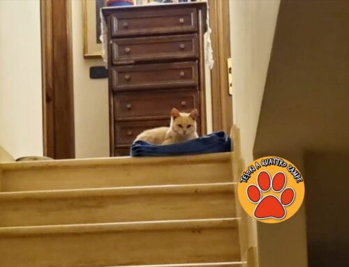 Gattino arancione fuggito da casa zona via Almirante a Rieti (Lazio)