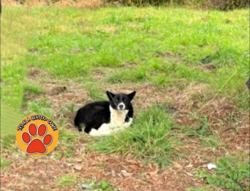 Cane fermo all’uscita Toffia – Casali di Poggio Nativo: chi lo ha smarrito?