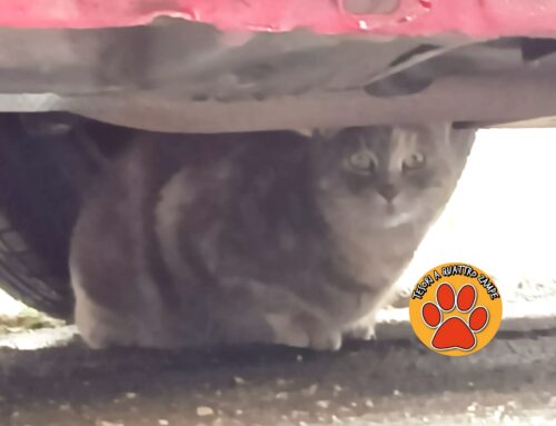 Gatta trovata davanti l’Ospedale Vecchio di Rieti (Lazio). Smarrita o di zona?