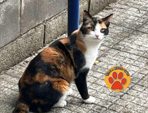 In via Pollastrini vaga la gatta in foto: vive in zona o è smarrita?