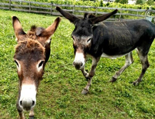 Asinelli avvelenati a Monte Terlago (Trento)