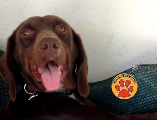 Smarrita Quin da via Velinia a Rieti (Lazio)