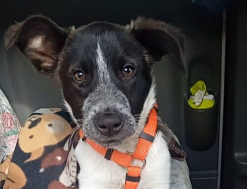 Minouche (4 mesi) merita anche lei una famiglia