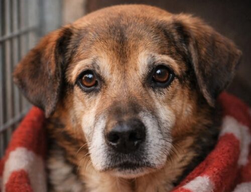 È Natale anche per noi