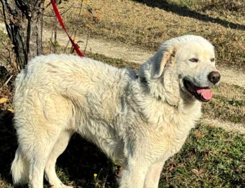 Da Teramo (Abruzzo) chiede adozione Trevis