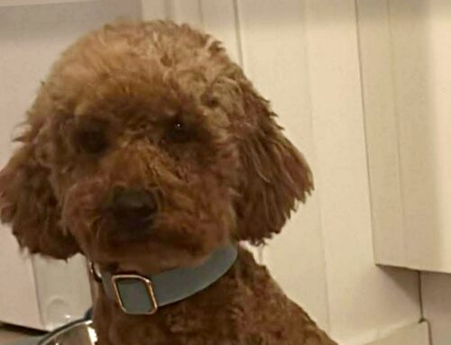 Smarrito Birillo. Qualcuno lo ha visto? Condividiamo