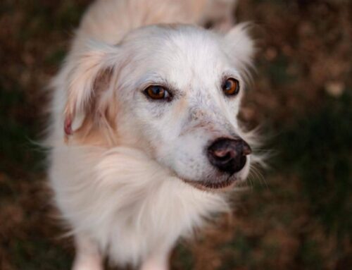 Camillo, trovato immobile nel punto dell’abbandono. Aiutiamolo ad essere di nuovo felice