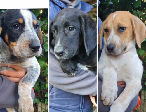 Salvati a Natale: Asso, Aria e Asia. Chi chiama per loro?