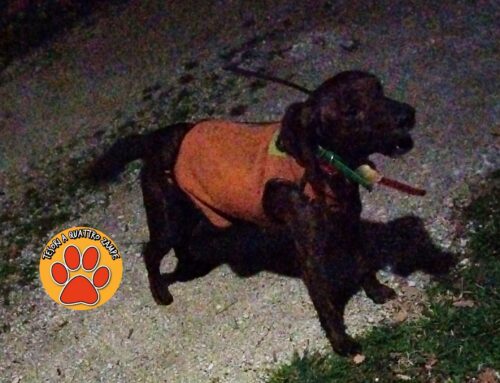 Cane da caccia con radiocollare vagante a Castel San Benedetto. Di chi è?