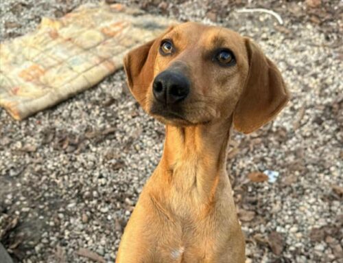 Jack da Teramo è chiuso nel box da davvero troppo tempo