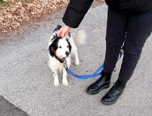 Aggiornamento sul piccolo Billy: il cagnolino col collo tagliato, salvato, fuggito e ripreso