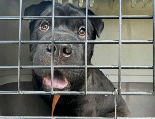 Stupenda Puma, simil Sharpei in cerca di adozione: ama le passeggiate