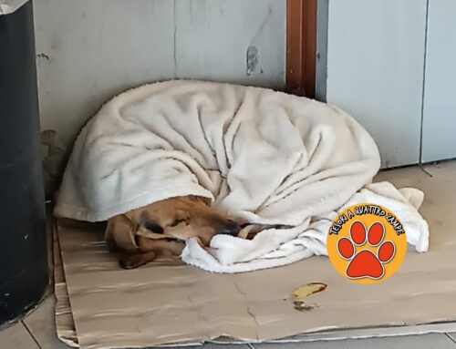 Ha dormito al gelo della notte. Cane trovato a Vazia: smarrito?