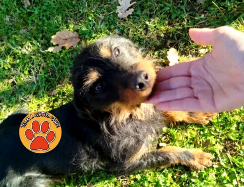 Cagnolina segnalata tra Cupaello e Santa Rufina. È entrata in un giardino privato