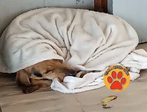 Trasferito in canile il cane trovato a Vazia. Potrebbe avere già adozione