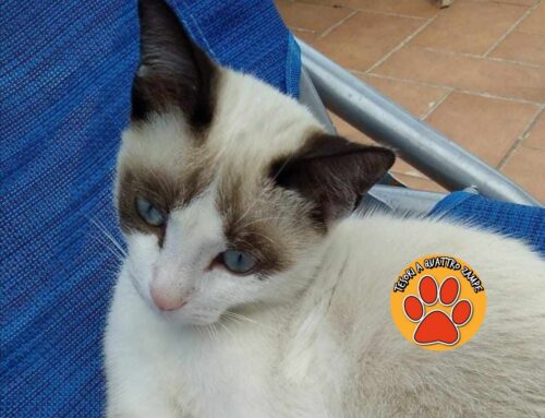 Smarrito da Sant’Elia: ci sono segnalazioni?