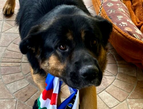 Aiutiamo Tiziana: il suo cane non torna a casa da due giorni