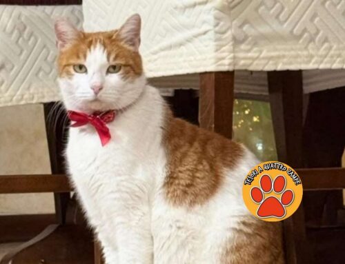 Scomparsa la gatta Mia da Piani Poggio Fidoni