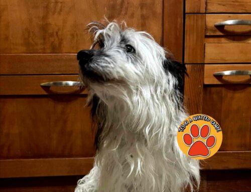 Dopo la pubblicazione su Tesori tornato a casa il cagnolino del Borgo (Rieti)