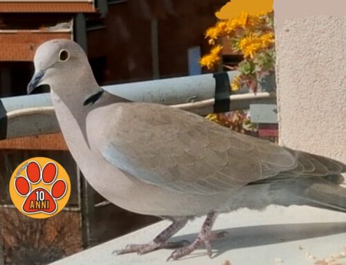 Lascia semi o pane agli uccellini e aiutali a sopravvivere al freddo