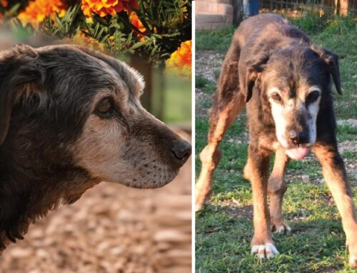 Addio Birba, se ne va a 20 anni un altro pilastro del Rifugio Amici di Fiocco