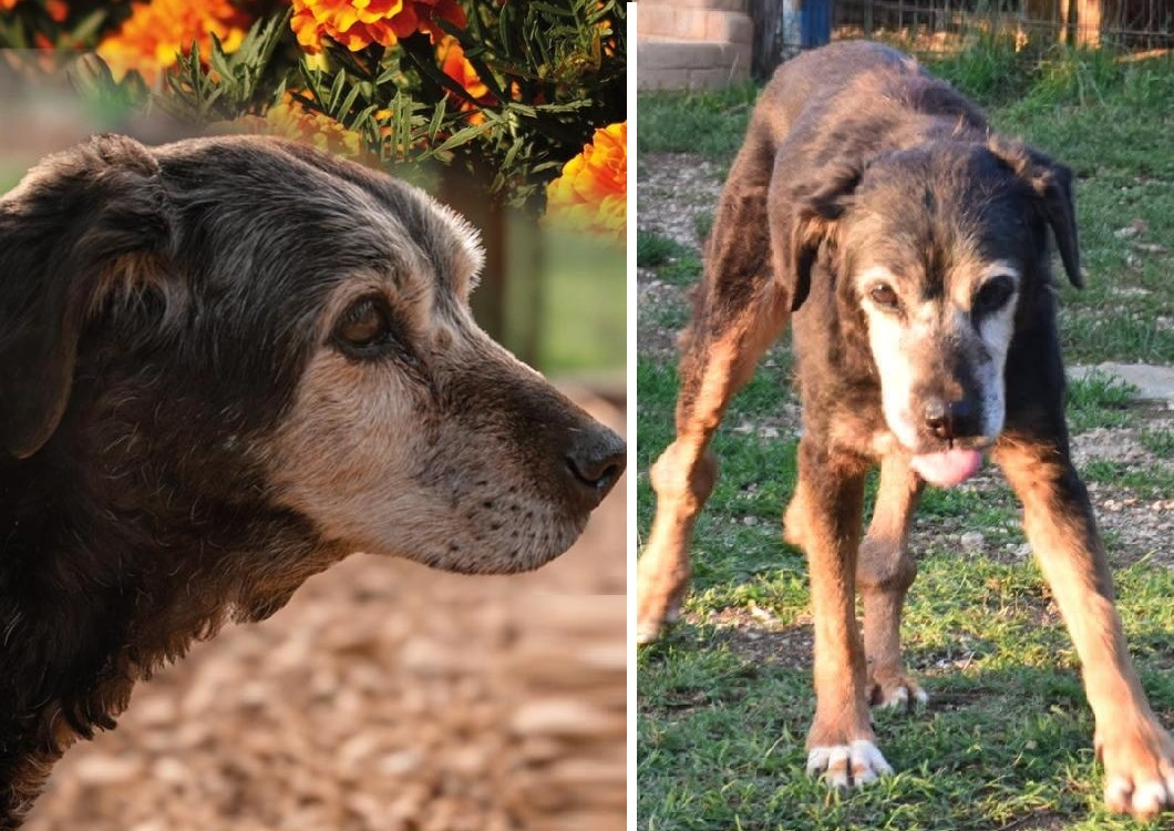 cane_birba_amici_di_fiocco